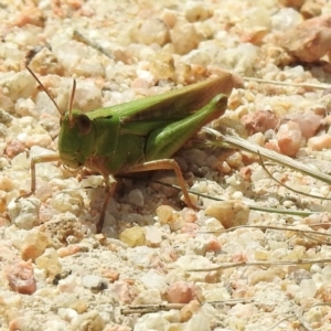 Caledia captiva (TBC) at suppressed by GlossyGal