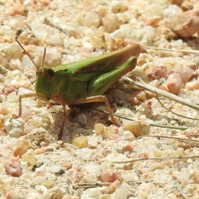 Caledia captiva (grasshopper) at Mallacoota, VIC - 5 Feb 2023 by GlossyGal