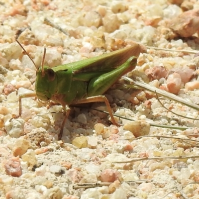 Unidentified Grasshopper (several families) at Mallacoota, VIC - 5 Feb 2023 by GlossyGal