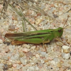 Caledia captiva at Mallacoota, VIC - 5 Feb 2023 11:08 AM