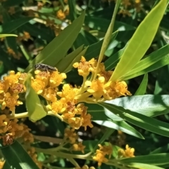 Unverified Bee (Hymenoptera, Apiformes) at Holder, ACT - 5 Feb 2023 by Miranda
