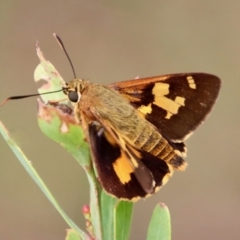 Trapezites symmomus (Splendid Ochre) at Mongarlowe River - 9 Feb 2023 by LisaH