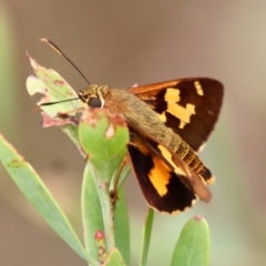 Trapezites symmomus at Mongarlowe, NSW - suppressed