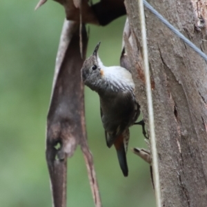 Cormobates leucophaea at Mongarlowe, NSW - 9 Feb 2023