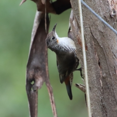 Cormobates leucophaea (White-throated Treecreeper) at Mongarlowe, NSW - 9 Feb 2023 by LisaH