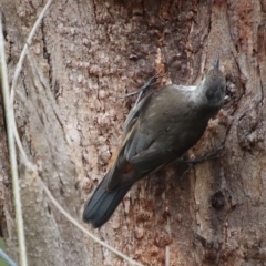 Cormobates leucophaea at Mongarlowe, NSW - 9 Feb 2023