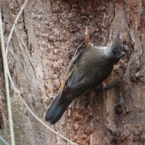 Cormobates leucophaea at Mongarlowe, NSW - 9 Feb 2023