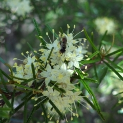 Unverified Bee (Hymenoptera, Apiformes) at Acton, ACT - 3 Oct 2022 by Miranda