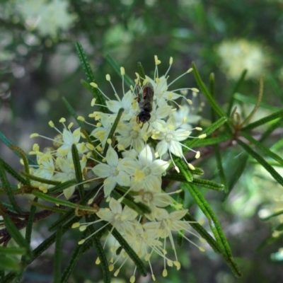 Unverified Bee (Hymenoptera, Apiformes) at Acton, ACT - 3 Oct 2022 by Miranda