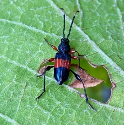 Obrida fascialis (One banded longicorn) at QPRC LGA - 8 Feb 2023 by LisaH