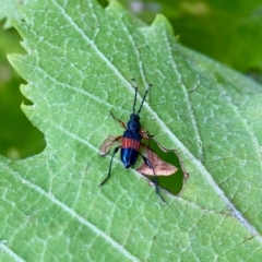 Obrida fascialis at Mongarlowe, NSW - 8 Feb 2023