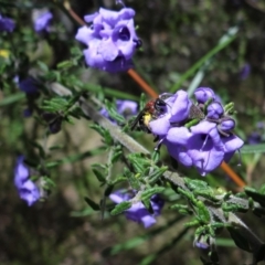 Lasioglossum (Callalictus) callomelittinum (Halictid bee) at Acton, ACT - 3 Oct 2022 by Miranda