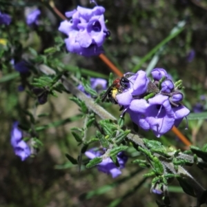 Lasioglossum (Callalictus) callomelittinum at Acton, ACT - 3 Oct 2022