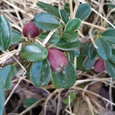 Cotoneaster rotundifolius (A Cotoneaster) at Fadden, ACT - 9 Feb 2023 by KumikoCallaway