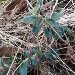 Cotoneaster rotundifolius at Fadden, ACT - 9 Feb 2023
