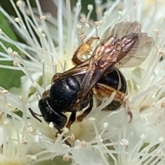 Lasioglossum (Chilalictus) bicingulatum (Halictid Bee) at Dulwich Hill, NSW - 24 Jan 2023 by JudeWright