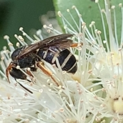 Lasioglossum (Chilalictus) bicingulatum at Dulwich Hill, NSW - suppressed