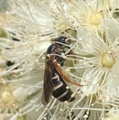 Lasioglossum (Chilalictus) bicingulatum at suppressed - 24 Jan 2023