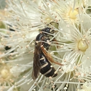 Lasioglossum (Chilalictus) bicingulatum at Dulwich Hill, NSW - suppressed