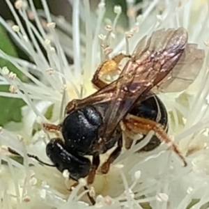 Lasioglossum (Chilalictus) bicingulatum at Dulwich Hill, NSW - suppressed