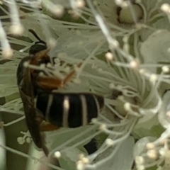 Lasioglossum (Chilalictus) bicingulatum at suppressed - 24 Jan 2023