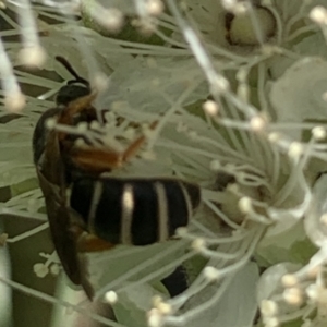 Lasioglossum (Chilalictus) bicingulatum at suppressed - 24 Jan 2023