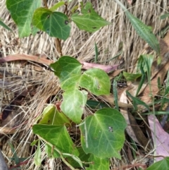 Hedera helix (Ivy) at Fadden, ACT - 9 Feb 2023 by KumikoCallaway