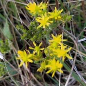 Sedum sp. at Fadden, ACT - 9 Feb 2023