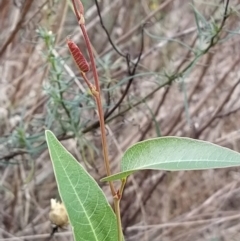 Hardenbergia violacea (False Sarsaparilla) at Wanniassa Hill - 9 Feb 2023 by KumikoCallaway