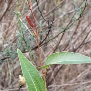 Hardenbergia violacea at Fadden, ACT - 9 Feb 2023 05:31 PM