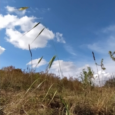 Avena barbata (Bearded Oat) at Wanniassa Hill - 9 Feb 2023 by KumikoCallaway