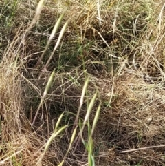 Avena barbata at Fadden, ACT - 9 Feb 2023 05:53 PM