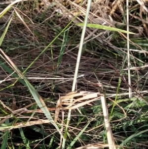 Avena barbata at Fadden, ACT - 9 Feb 2023 05:53 PM