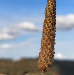 Plantago lanceolata (Ribwort Plantain, Lamb's Tongues) at Wanniassa Hill - 9 Feb 2023 by KumikoCallaway