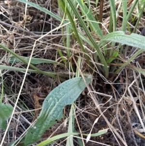 Plantago lanceolata at Fadden, ACT - 9 Feb 2023 06:28 PM