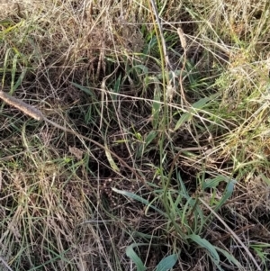 Plantago lanceolata at Fadden, ACT - 9 Feb 2023 06:28 PM