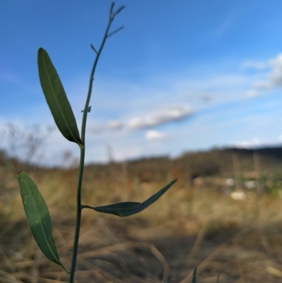 Polygonum (genus) (Wireweed) at Fadden, ACT - 9 Feb 2023 by KumikoCallaway