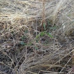 Polygonum sp. at Fadden, ACT - 9 Feb 2023