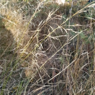 Austrostipa bigeniculata (Kneed Speargrass) at Wanniassa Hill - 9 Feb 2023 by KumikoCallaway
