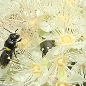 Hylaeus (Hylaeorhiza) nubilosus at Dulwich Hill, NSW - suppressed