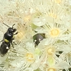 Hylaeus (Hylaeorhiza) nubilosus (A yellow-spotted masked bee) at Dulwich Hill, NSW - 23 Jan 2023 by JudeWright