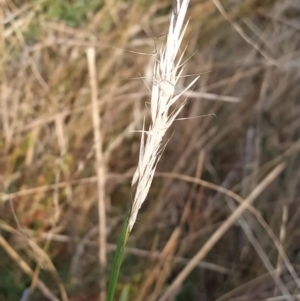 Rytidosperma sp. at Fadden, ACT - 9 Feb 2023