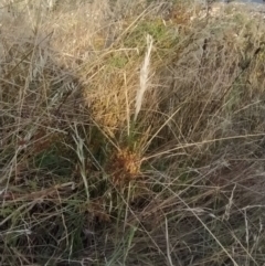 Rytidosperma sp. at Fadden, ACT - 9 Feb 2023