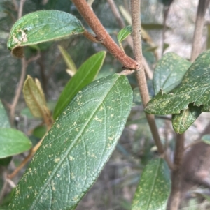 Pomaderris ferruginea at Lower Boro, NSW - 2 Feb 2023 03:00 PM