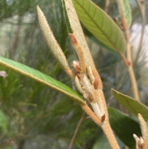 Pomaderris ferruginea at Lower Boro, NSW - 2 Feb 2023 03:00 PM