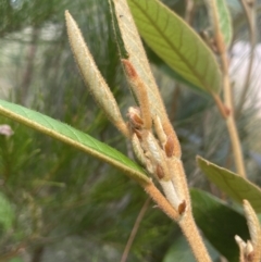 Pomaderris ferruginea at Lower Boro, NSW - 2 Feb 2023