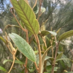 Pomaderris ferruginea at Lower Boro, NSW - 2 Feb 2023