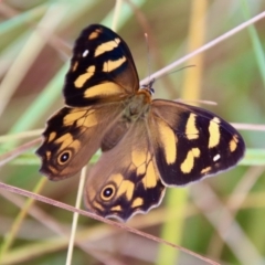 Heteronympha banksii (Banks' Brown) at QPRC LGA - 8 Feb 2023 by LisaH