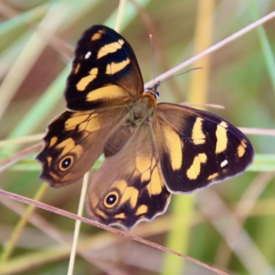 Heteronympha banksii (Banks' Brown) at Mongarlowe, NSW - 8 Feb 2023 by LisaH