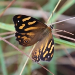 Heteronympha banksii at Mongarlowe, NSW - suppressed